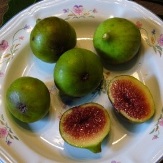 Strawberry Fig, Verdone Fig, Green Ischia Fig, Ficus carica 'Strawberry', F. carica 'Verte'